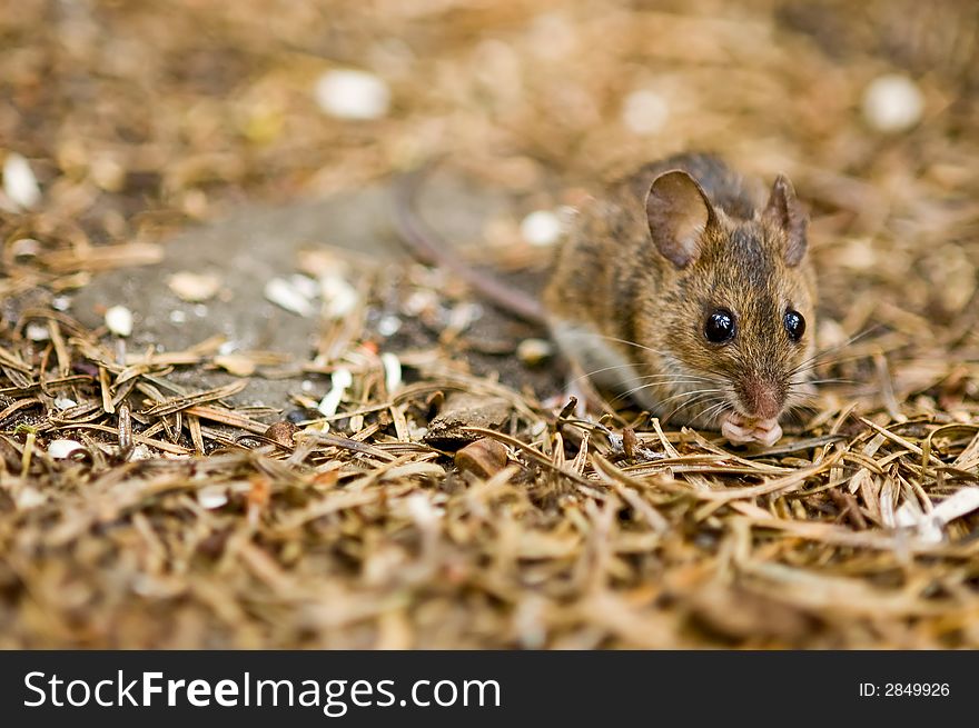 A cute mouse on the forest floor. A cute mouse on the forest floor