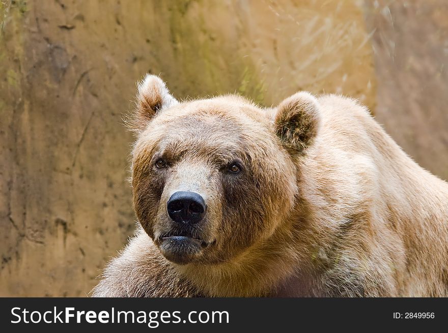 Close-up of a big brown bear