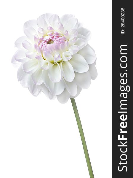 Soft focus high key photograph of beautiful natural pink flower against white background