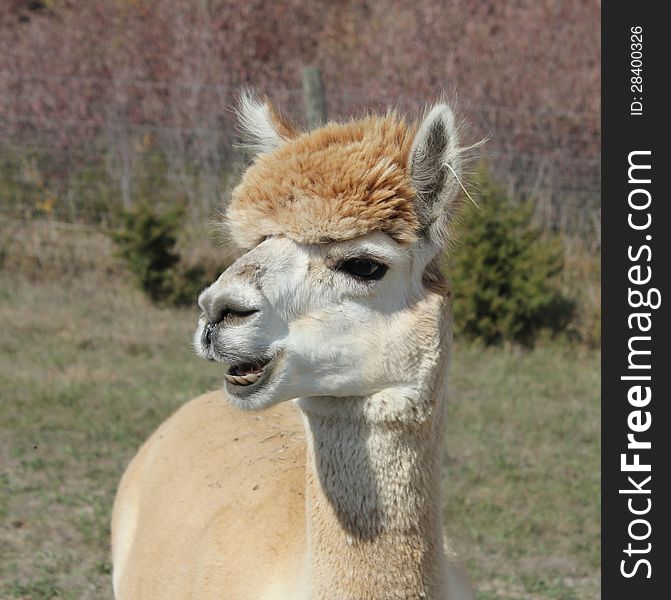 Alpaca macro with teeth showing, in a pasture. Alpaca macro with teeth showing, in a pasture