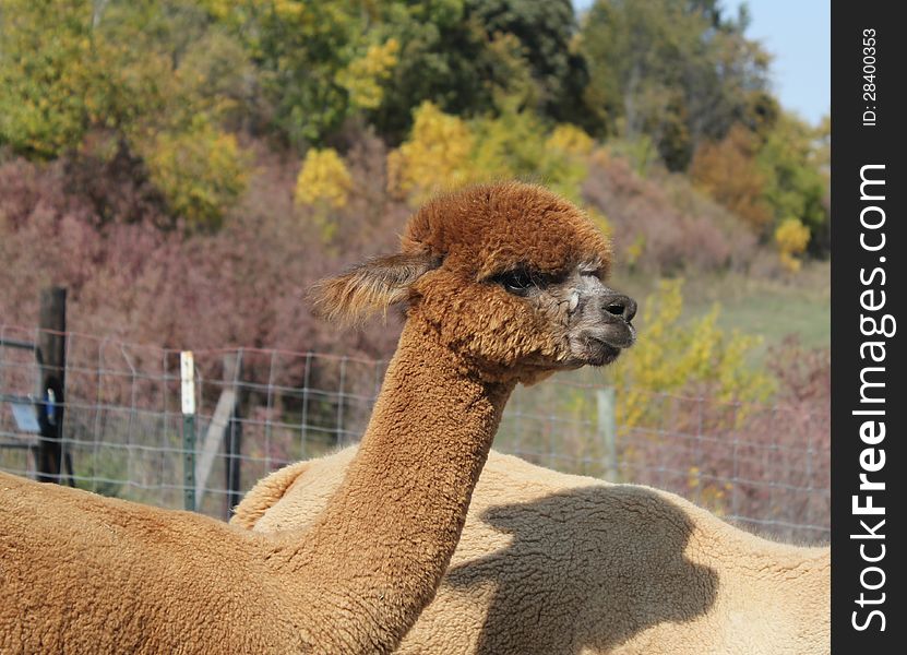 Brown Alpaca in a fall pasture