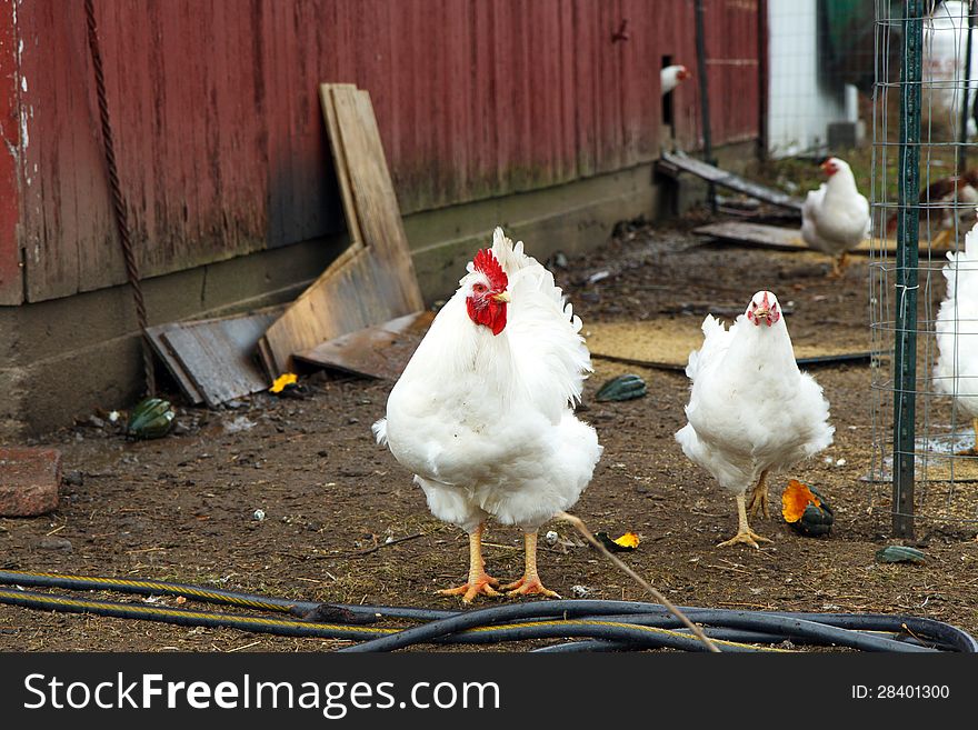 Rooster followed by hens in a barnyard. Rooster followed by hens in a barnyard