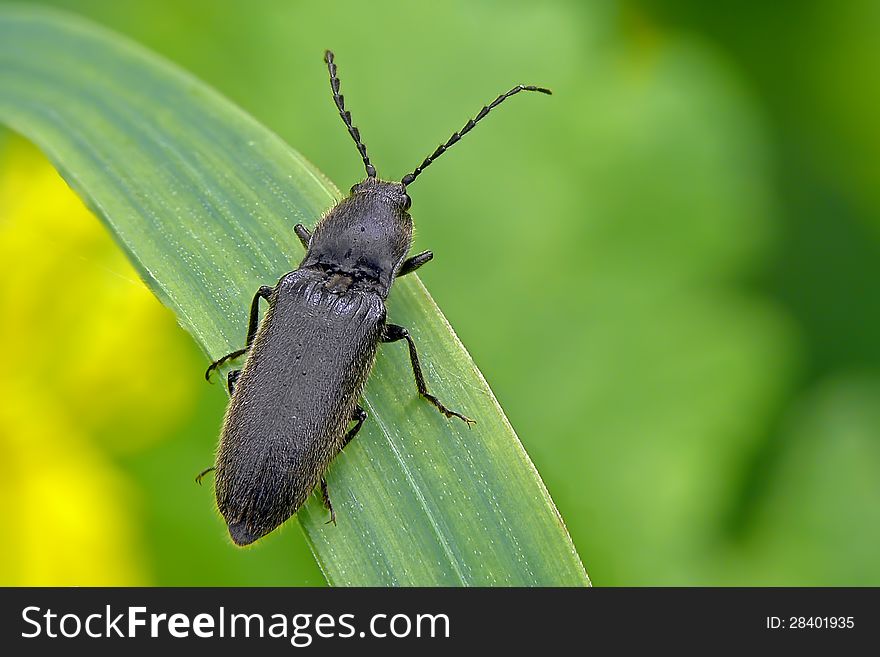 Click beetle (Hemicrepidius (=Athous) niger) on a grass.