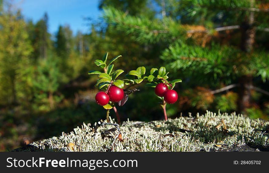 Wild ripe cowberries in forest