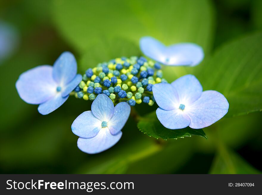 Green and blue, blue color, single flower, single object, flower head, floral pattern, bunch of flowers, beauty in nature, color image, flower bed, outdoors. Green and blue, blue color, single flower, single object, flower head, floral pattern, bunch of flowers, beauty in nature, color image, flower bed, outdoors