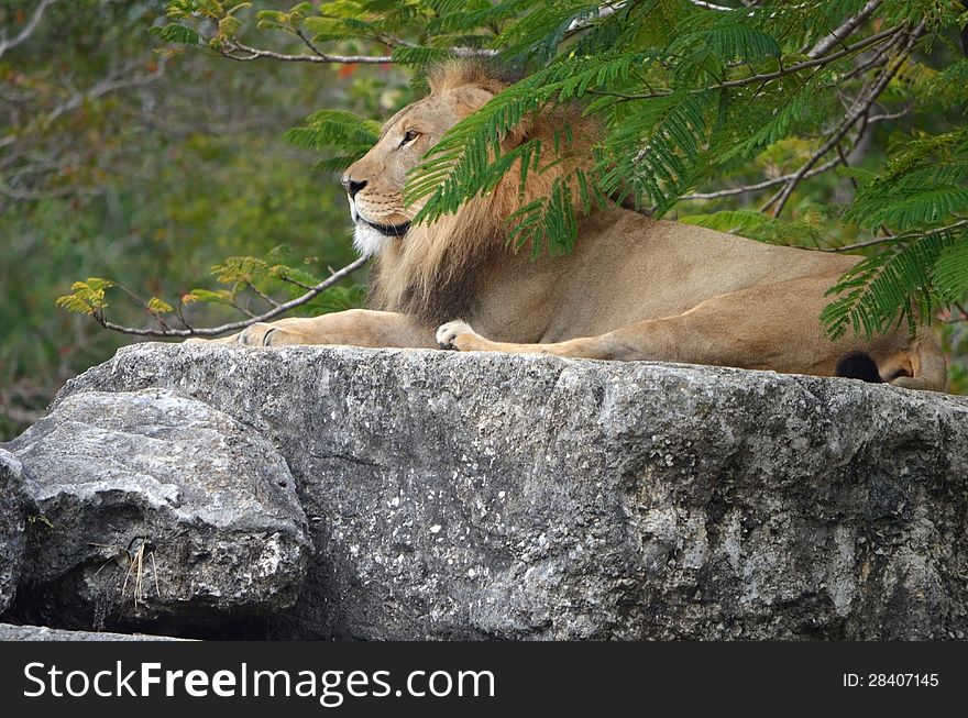 A regal male lion resting on a boulder in his natural habitat enclosure at a southeastern florida zoo. A regal male lion resting on a boulder in his natural habitat enclosure at a southeastern florida zoo