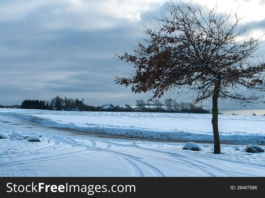 Winter Landscape - Tree In The Snow