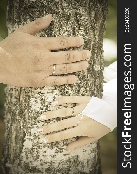 Hands of bride and groom on a tree. Just married.