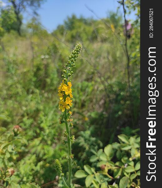 The photo contains a field and a yellow flower. Agrimonia eupatoria is a species of agrimony that is often referred to as common a