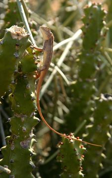 Lizard On A Cactus Stock Photo Lizard On A Cactus Stock Photo