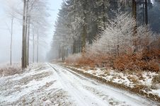 Forest Road Royalty Free Stock Photo Forest Road Royalty Free Stock Photo