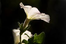 Petunia Flower Royalty Free Stock Photography Petunia Flower Royalty Free Stock Photography