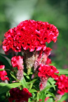 Violet Celosia Flower Stock Photo Violet Celosia Flower Stock Photo
