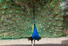 Peacock Royalty Free Stock Photos