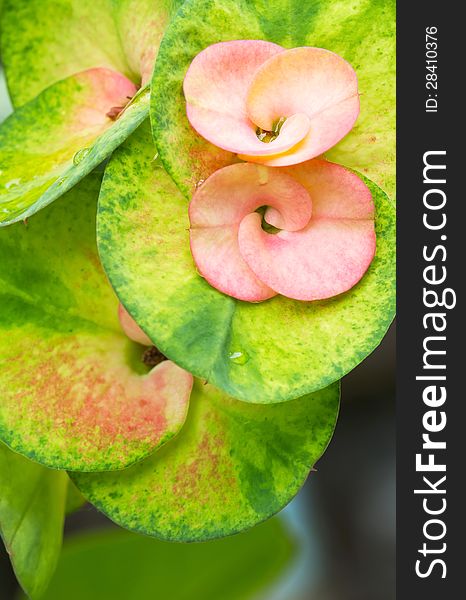 Close up of Euphorbia Milii flowers2