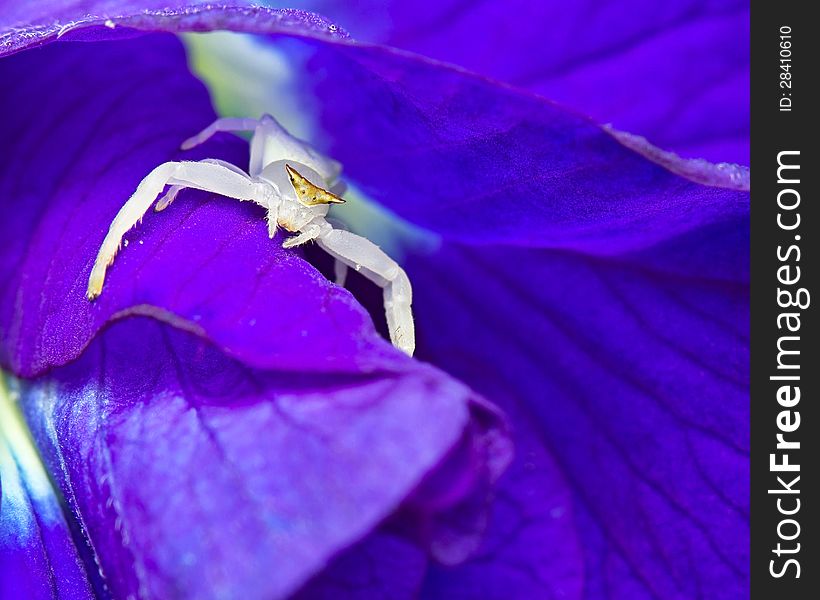 Macro shot of a white crab spider sitting on Butterfly Pea flower, Thomisidae