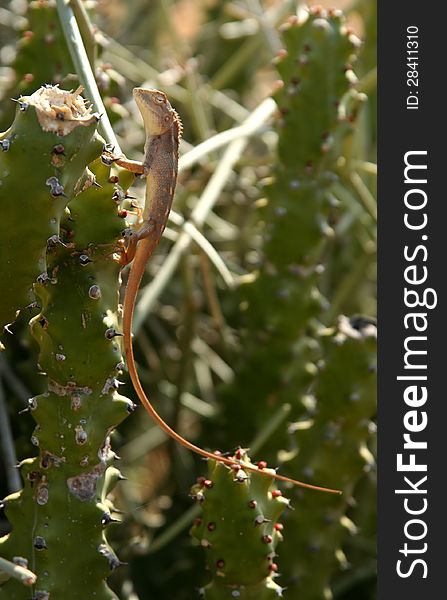 Small lizard sitting on a cactus, rural Rajasthan, India. Small lizard sitting on a cactus, rural Rajasthan, India