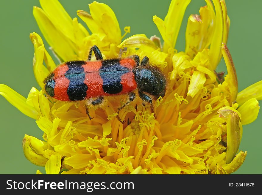 Checkered beetle eating on a yellow flower,. Checkered beetle eating on a yellow flower,