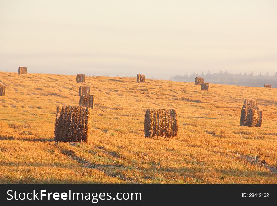 Hay piles on a slanted field shined with the morning sun. Hay piles on a slanted field shined with the morning sun.