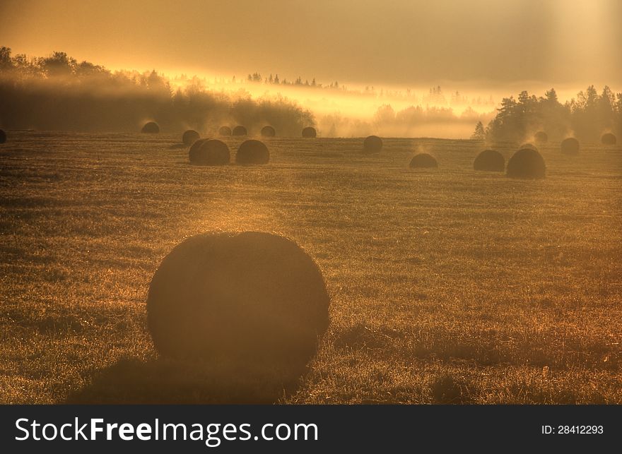 Dawn. Fog. Slanted field.