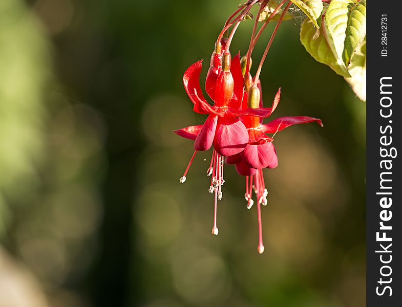 Hanging Fuchsia flower
