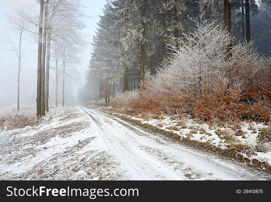 Winter forest road mixed forest with fog in the background