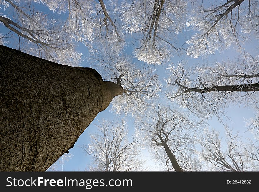 View in winter beech tree crowns. View in winter beech tree crowns
