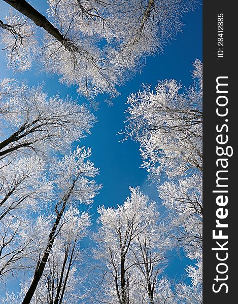 Winter view of the beech tree crowns. Winter view of the beech tree crowns