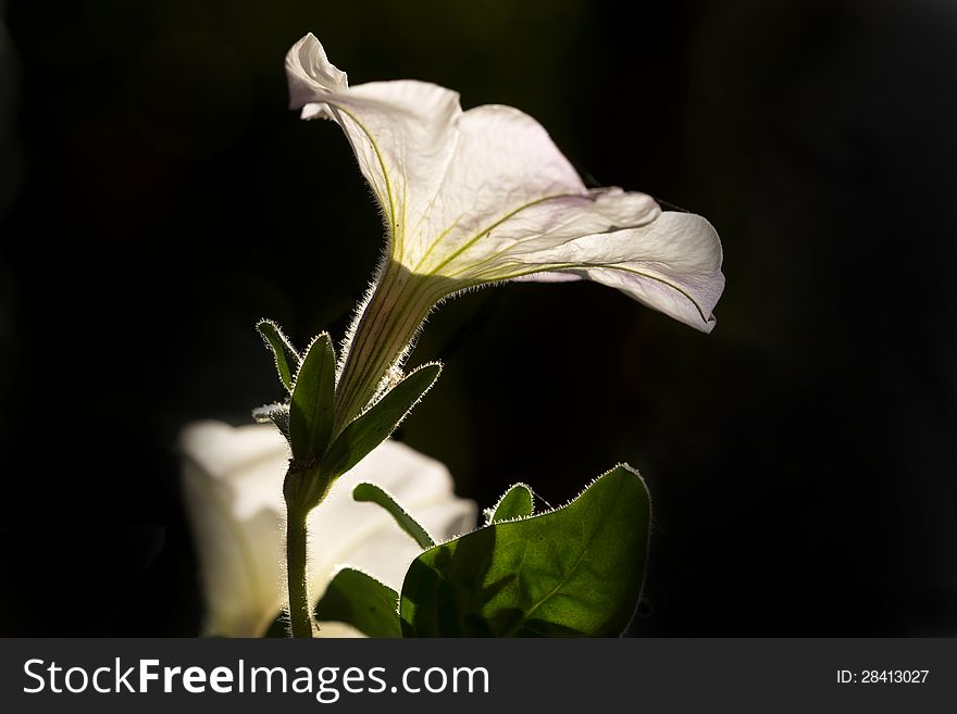 Petunia Flower