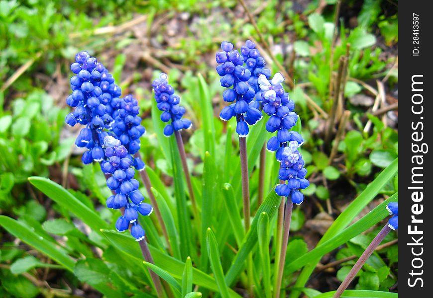 Some beautiful blue flowers of muscari