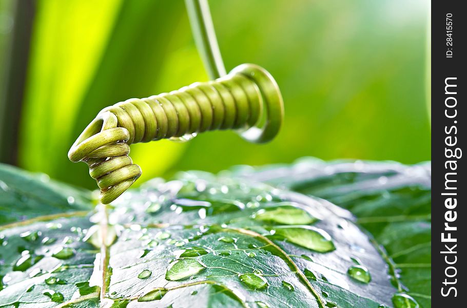 Macro photo of a spiral of mustache creeper plant with raindrop on nature background. Macro photo of a spiral of mustache creeper plant with raindrop on nature background