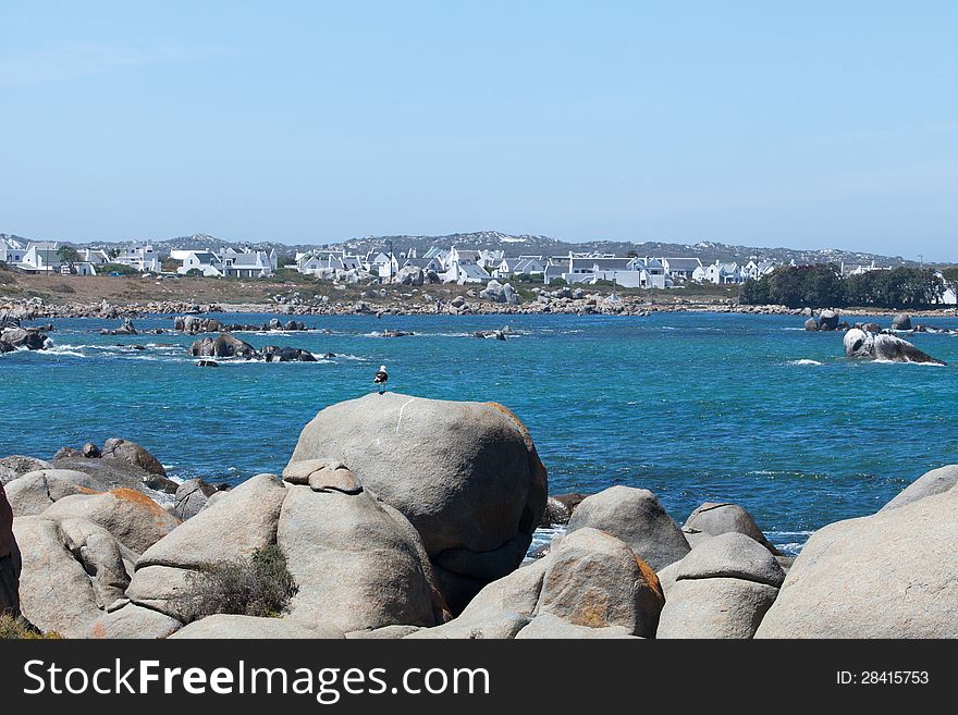 Seagull on a rock in the foreground with some houses in the backgroung. Seagull on a rock in the foreground with some houses in the backgroung