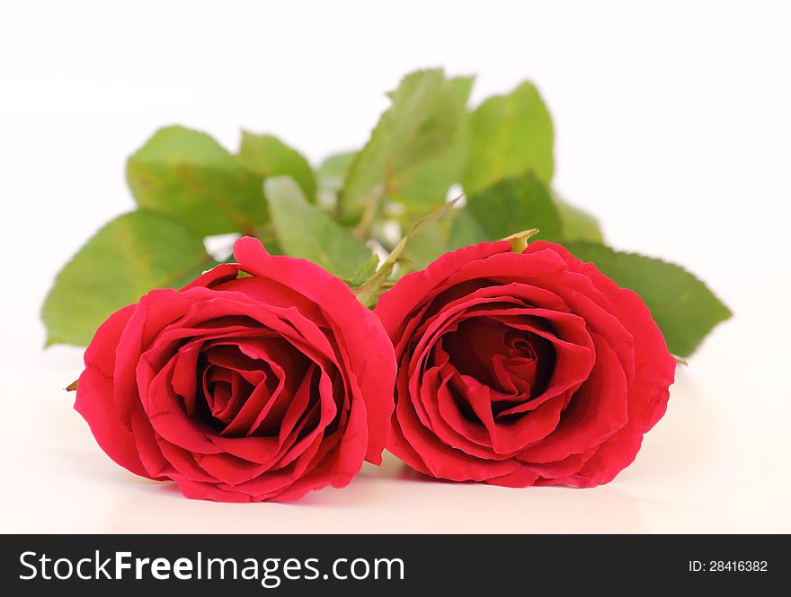 Close up two red roses on white background. Close up two red roses on white background