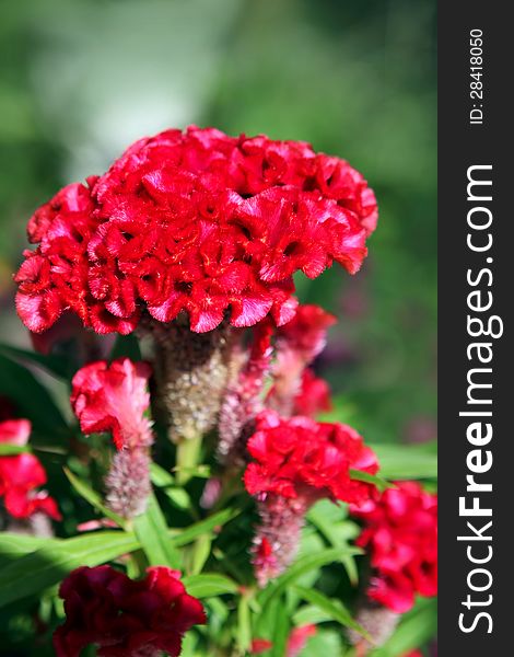 Violet Celosia Flower on green background