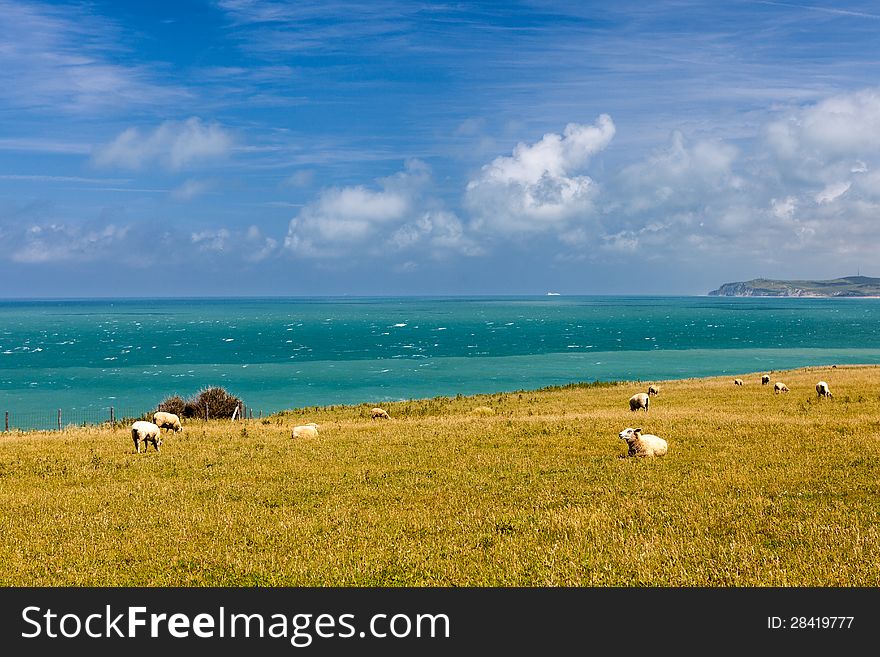 Sheep to the sea in france whit blue sky