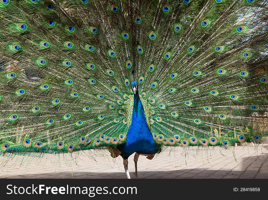 Peacock with its tail in all its glory