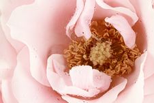 Pink Tea Rose Royalty Free Stock Images
