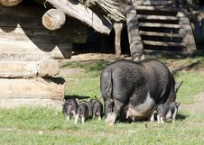 Pigs At Farm Royalty Free Stock Photo Pigs At Farm Royalty Free Stock Photo
