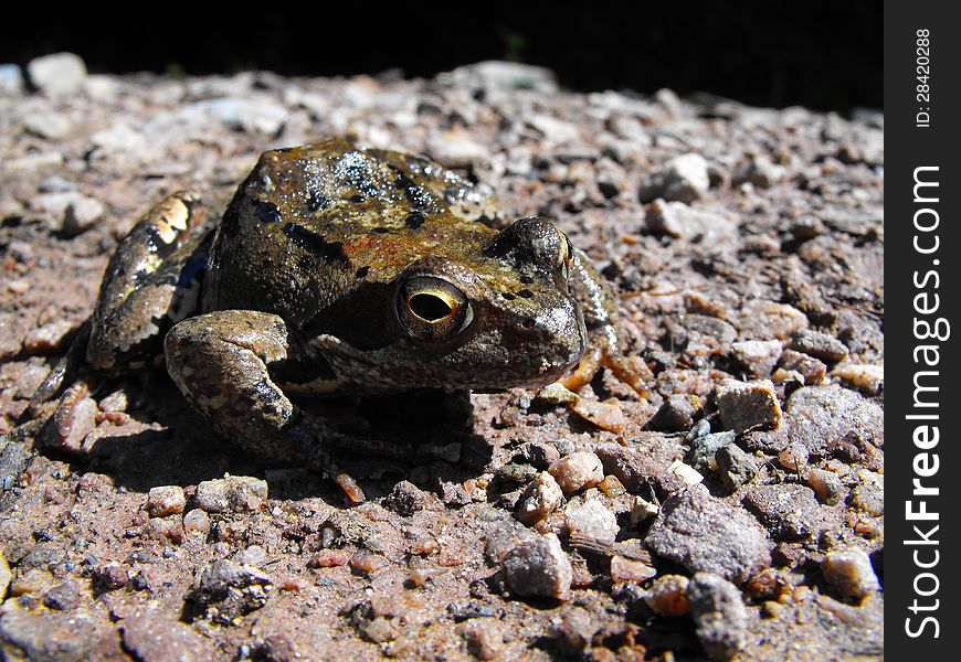 A forest frog on dry land