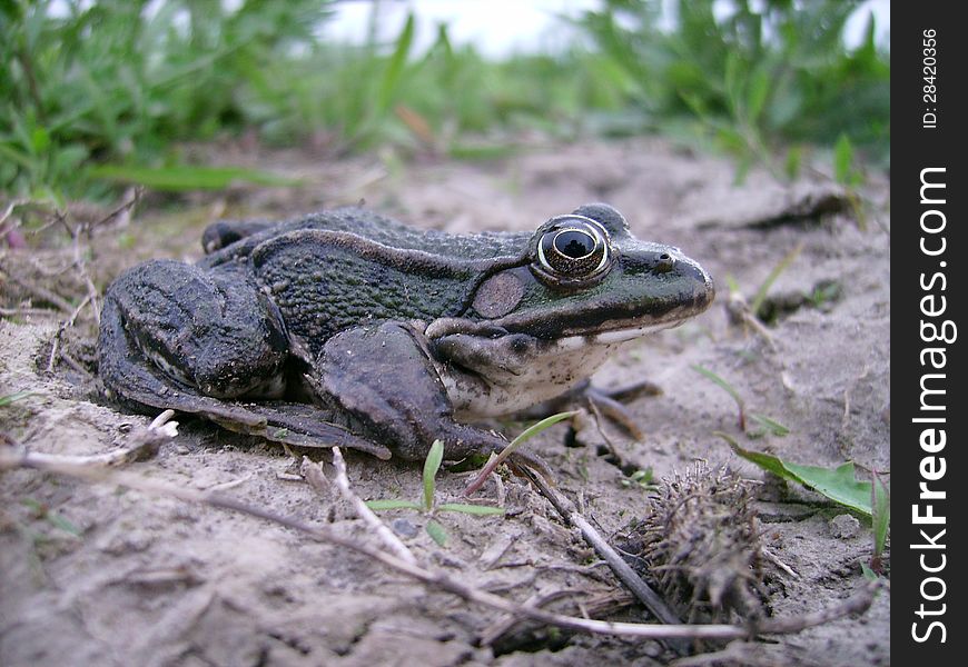 A green frog on dry land
