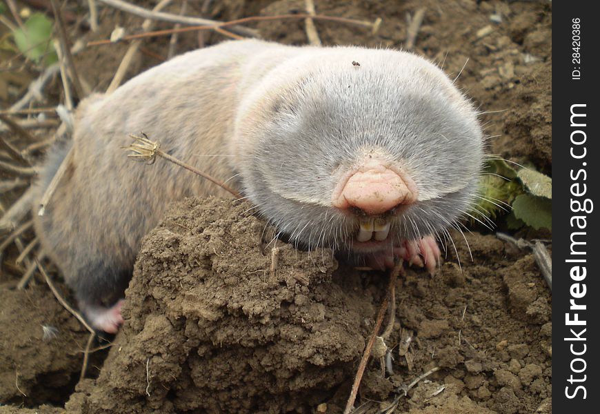 A mole on a clod trying to find me