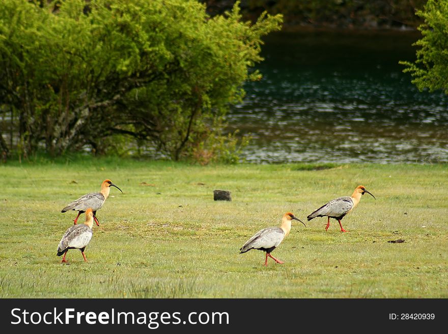 Four birds ( black faced ibis ) walking on the grass in the Lake District region in argentinian Patagonia. Four birds ( black faced ibis ) walking on the grass in the Lake District region in argentinian Patagonia