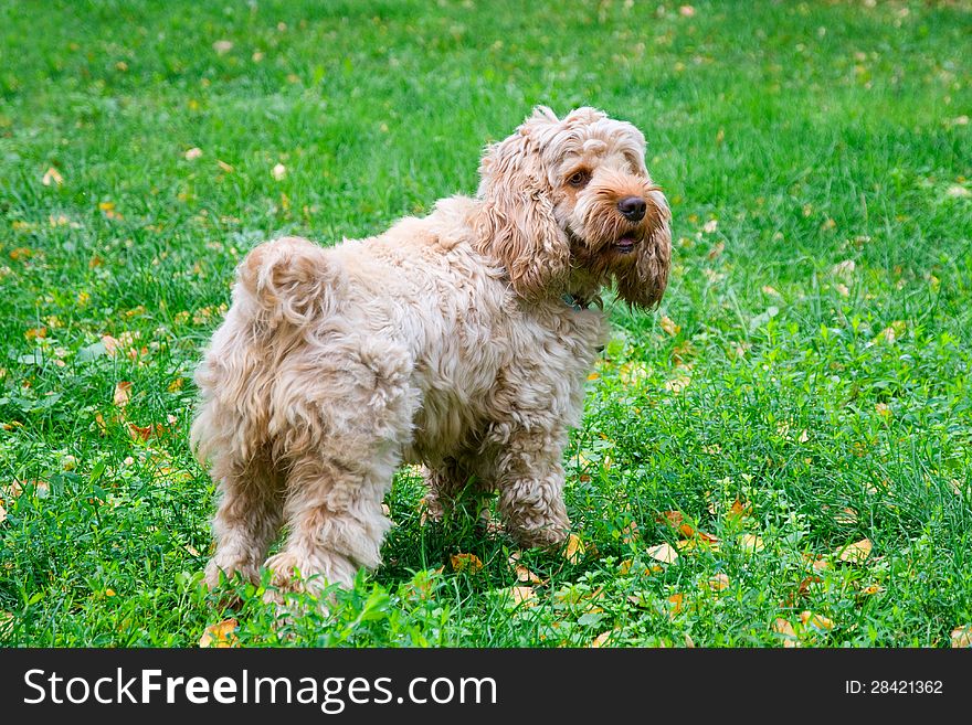 The elderly hunting dog stands on a background of a green grass