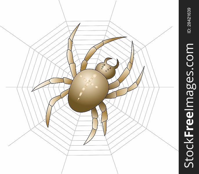 Large spider on its web on a white background. Large spider on its web on a white background