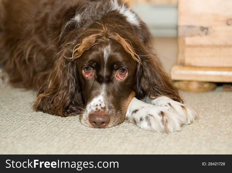 Funny springer spaniel dog with a crazy hairdo laying down and looking at the camera. Funny springer spaniel dog with a crazy hairdo laying down and looking at the camera