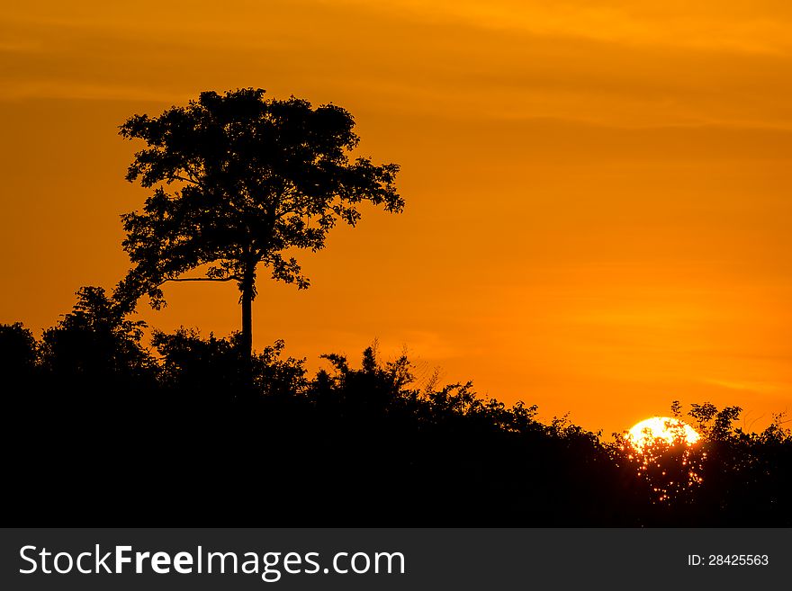 Sunset background and tree on mountain. Sunset background and tree on mountain