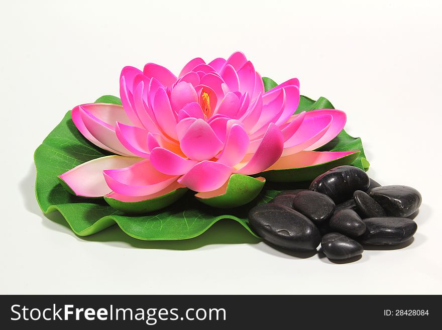 A lotus flower isolated on a background