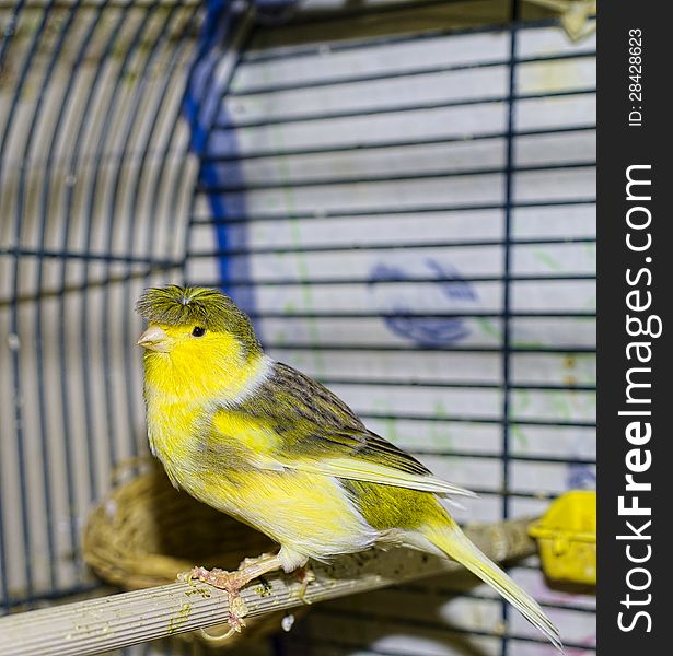 Nice canary in a cage