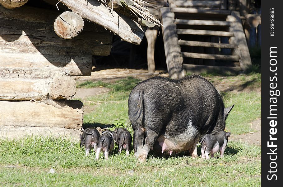 Mother pig with piglets on a green grass at a farm yard. Mother pig with piglets on a green grass at a farm yard.