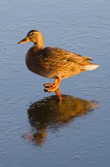 Duck Female With Ice Reflection Royalty Free Stock Photos